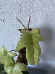IMG_8728.jpeg