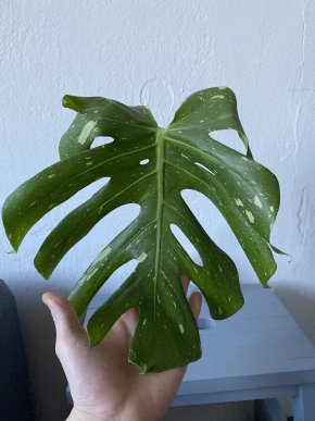 Vrchol Monstera thai constellation