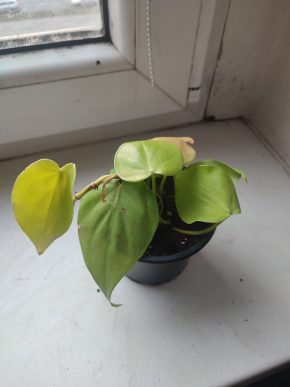 Philodendron Lemon Lime #1