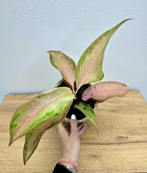 Aglaonema Guave Pink