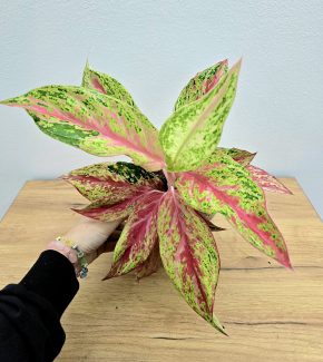 Aglaonema Tahiti Red