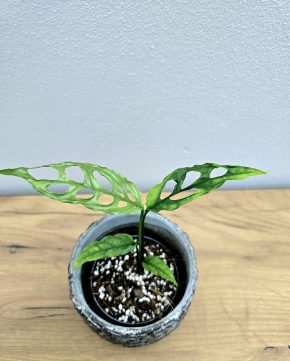 Monstera Obliqua Peru