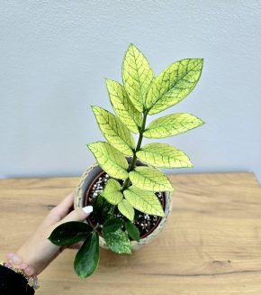 Zamioculcas Chameleon