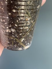 IMG_1393.jpeg