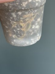 IMG_1332.jpeg
