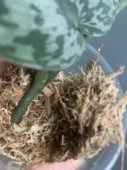 IMG_1375.jpeg