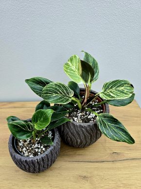 Philodendron Birkin mensi