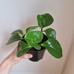 Peperomia obtusifolia