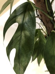 IMG_8021.jpeg