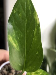 IMG_7976.jpeg
