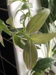 IMG_7960.jpeg