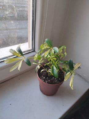 Šeflera / Schefflera arboricola "Variegata" #1