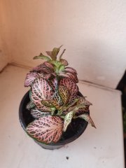 IMG_20250302_172505.jpg
