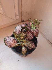 IMG_20250302_172503.jpg