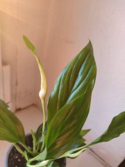 IMG_20250302_172444.jpg