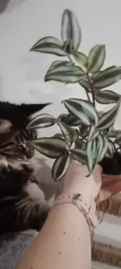 Voděnka  Tradescantia