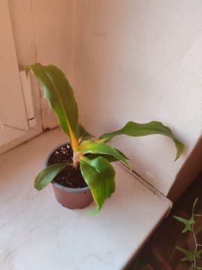 Oranžový zelenec / Chlorophytum Green Orange #2