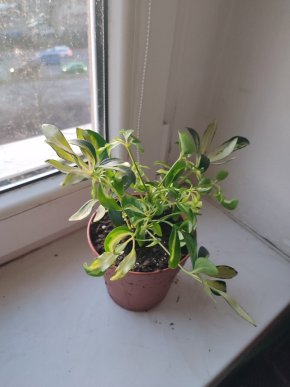 Šeflera / Schefflera arboricola "Variegata" #2
