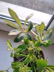 IMG_20250302_175658.jpg