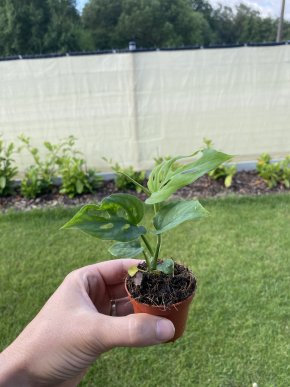 Monstera Esqueleto