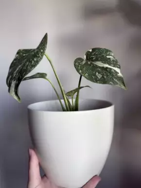 Monstera thai constellation - zbarvení typu Platinum