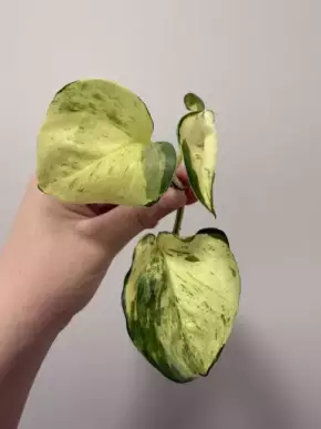 Epipremnum Manjula