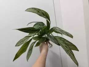 Aglaonema Silver Queen