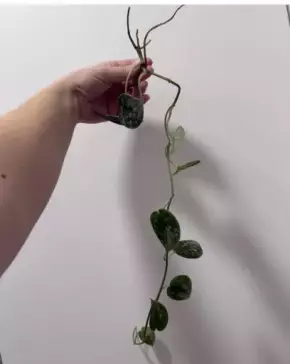 Scindapsus silvery ann