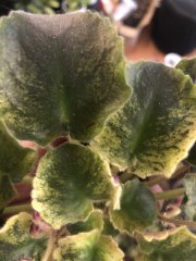 IMG_8127.jpeg