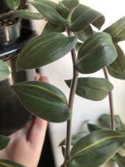 IMG_8118.jpeg