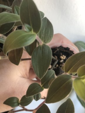 Tradescantia Chrisophila baby Bunny Bellies -rostlina .