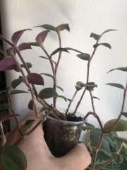IMG_8113.jpeg