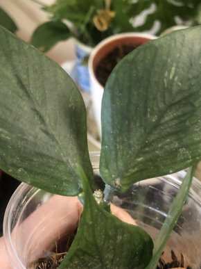 Hoya Polyneura - čerstvý ŕizek.