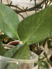 IMG_8105.jpeg