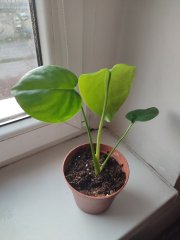 IMG_20250309_163544.jpg