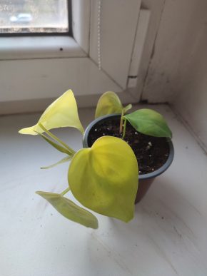 Philodendron Lemon Lime #3