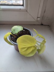 IMG_20250309_165547.jpg
