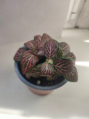 Fitónie / Fittonia / Hadí kůže #8