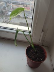 IMG_20250309_163614.jpg