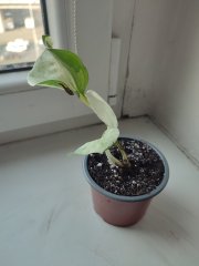 IMG_20250310_084020.jpg