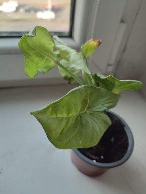Syngonium "Milk confetti" #1