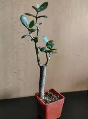 Tlustice vejčitá (Crassula ovata) – 27,5 cm