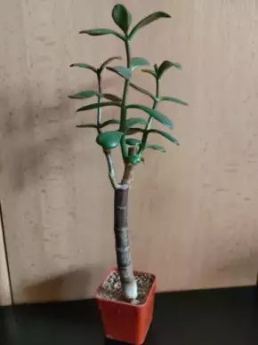 Tlustice vejčitá (Crassula ovata) – 34 cm