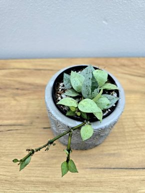 Hoya krohniana eskimo