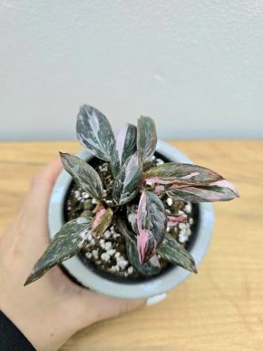 Philodendron Pink Princess Marble