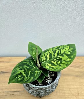 Homalomena Camouflage