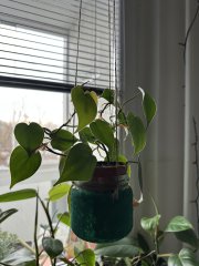 IMG_0704.jpeg