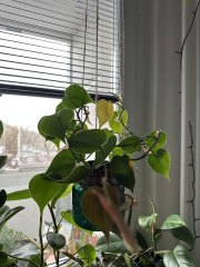 IMG_0703.jpeg
