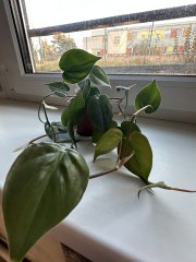 IMG_0536.jpeg