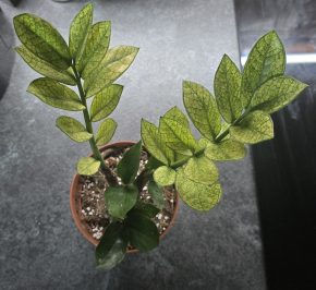 Zamioculcas chameleon